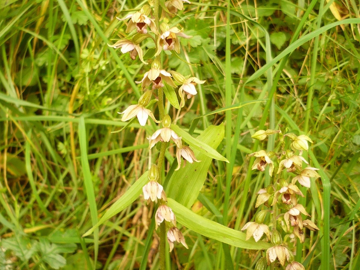 Epipactis helleborine subsp. helleborine (Orchidaceae)